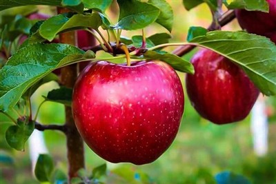 جشنواره ملی سیب شیروان؛ فرصتی برای جذب سرمایه و رونق اقتصاد باغداران