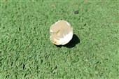 Researchers Turn Eggshell Waste Into Stronger Magnesium Alloys