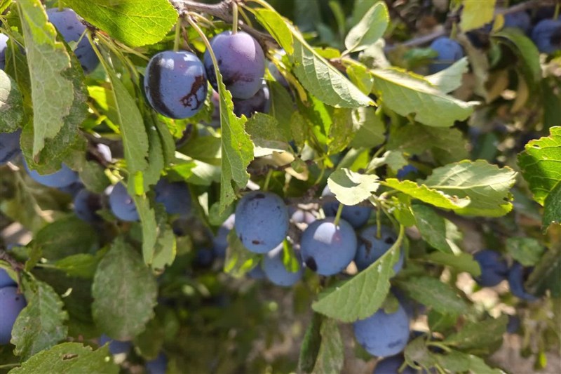 اخبار استان خراسان جنوبی , گردشگری , اخبار شهرستان قائن , کشاورزی ,