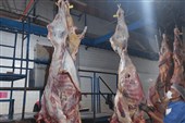 تأمین امنیت غذایی  با نظارت‌های مستمر دامپزشکی اردبیل
