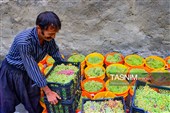 برداشت انگور در روستای هزاوه - استان مرکزی