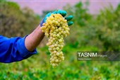 برداشت انگور در روستای هزاوه - استان مرکزی