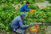 برداشت انگور در روستای هزاوه - استان مرکزی