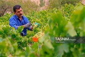 برداشت انگور در روستای هزاوه - استان مرکزی