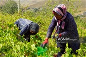 برداشت انگور در روستای هزاوه - استان مرکزی