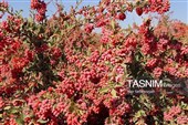 جشن روز ملی روستا و عشایر در قائنات
