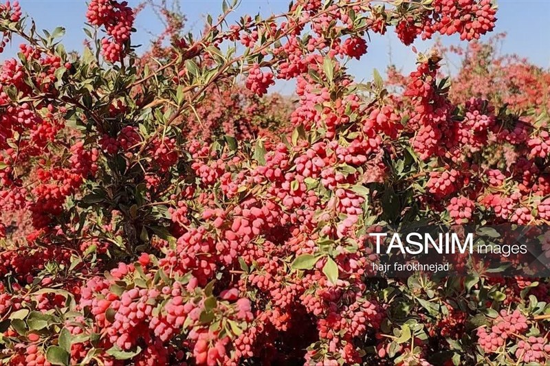 اخبار استان خراسان جنوبی , خبرگزاری تسنیم , اخبار  شهرستان قائن , 