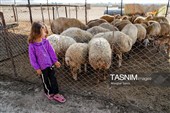 زندگی در امتداد کوچ ؛ روایت روزمره عشایر قره میدان خراسان شمالی
