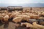 زندگی در امتداد کوچ ؛ روایت روزمره عشایر قره میدان خراسان شمالی