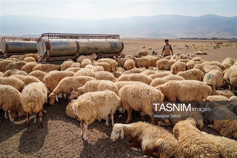 عشایر گلستان در خط مقدم تولید؛ از گوشت قرمز تا فرش و صنایع‌دستی