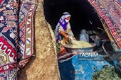 الیوم الوطنی للقریة والعشائر