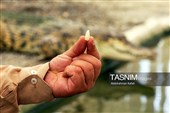 مزرعه پرورش کروکودیل در ملایر