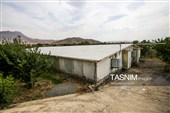 مزرعه پرورش کروکودیل در ملایر