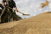 تجارت کشاورزی اوراسیا به 18 میلیارد دلار رسید