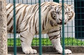 مادر زمین؛ عملیاتی برای نجات حیوانات و کشف 60هزار هکتار جنگل‌خواری