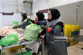اشتغال‌زایی در مسیر تأمین امنیت غذایی؛ از بسته‌بندی مرغ تا تولید فرآورده‌های گوشتی در ملایر
