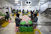 اشتغال‌زایی در مسیر تأمین امنیت غذایی؛ از بسته‌بندی مرغ تا تولید فرآورده‌های گوشتی در ملایر