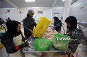 اشتغال‌زایی در مسیر تأمین امنیت غذایی؛ از بسته‌بندی مرغ تا تولید فرآورده‌های گوشتی در ملایر