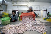 اشتغال‌زایی در مسیر تأمین امنیت غذایی؛ از بسته‌بندی مرغ تا تولید فرآورده‌های گوشتی در ملایر