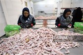 اشتغال‌زایی در مسیر تأمین امنیت غذایی؛ از بسته‌بندی مرغ تا تولید فرآورده‌های گوشتی در ملایر