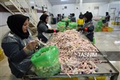 اشتغال‌زایی در مسیر تأمین امنیت غذایی؛ از بسته‌بندی مرغ تا تولید فرآورده‌های گوشتی در ملایر