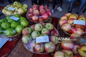 جشنواره سیب شیروان