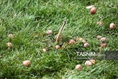 جشنواره منطقه ای بازیهای بومی و محلی در همدان