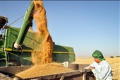 Iran’s Agriculture Sector Withstands War Pressures, Minister Says