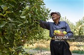 برداشت سیب از باغ‌های شیروان