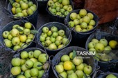 برداشت سیب از باغ‌های شیروان