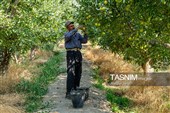 برداشت سیب از باغ‌های شیروان