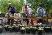 برداشت سیب از باغ‌های شیروان