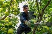 برداشت سیب از باغ‌های شیروان