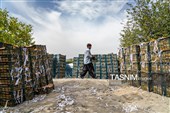 برداشت سیب از باغ‌های شیروان