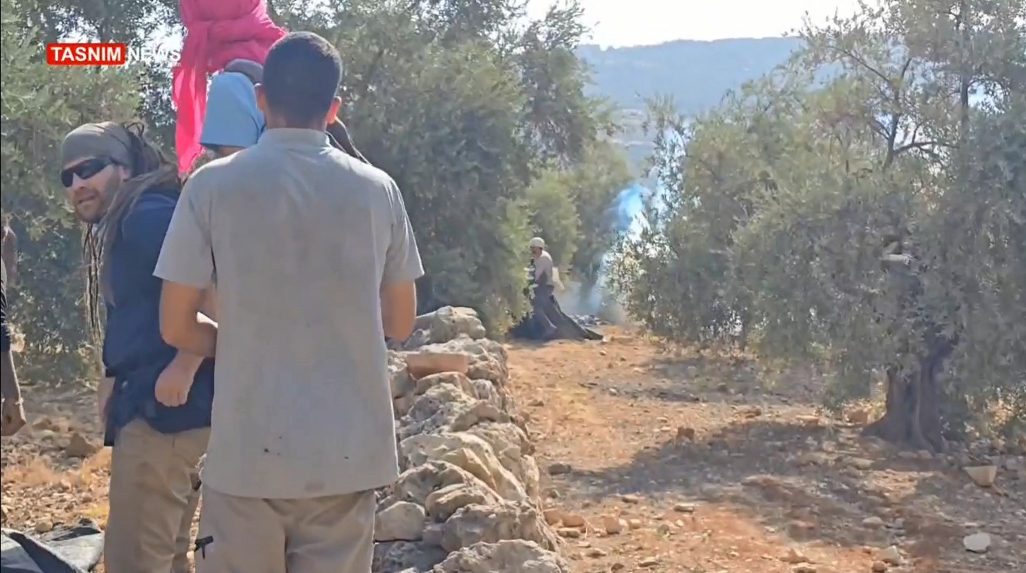 الضفة الغربية , فلسطين المحتلة , الكيان الإسرائيلي , شجرة الزيتون ,