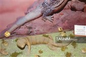 موزه‌ای با گنجینه‌های جهانی