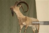 موزه‌ای با گنجینه‌های جهانی