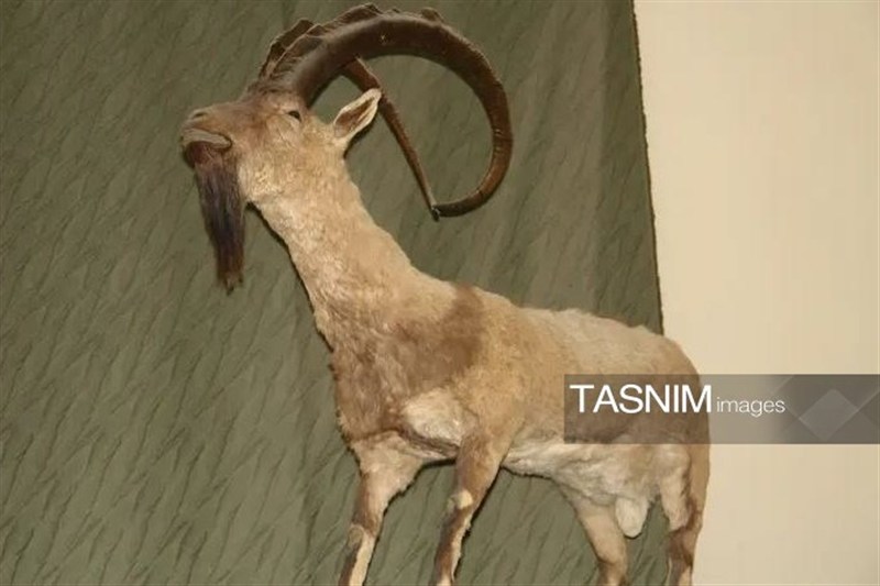 اخبار کرج , اخبار استان البرز , علمی , 