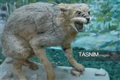 موزه‌ای با گنجینه‌های جهانی