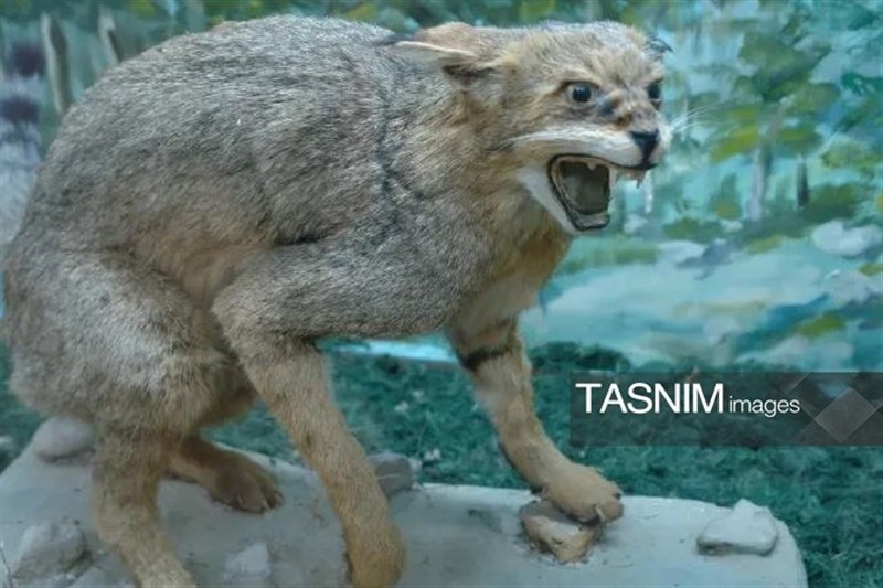 اخبار کرج , اخبار استان البرز , علمی , 