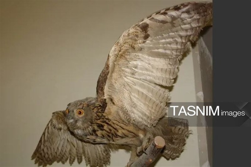 اخبار کرج , اخبار استان البرز , علمی , 