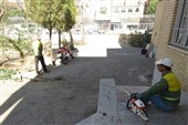 اعدام سبز در نسیم‌شهر؛ تبر بر ریشه درختان تشنه فرهنگسرای قلم+فیلم