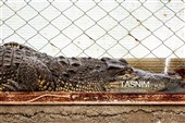 Ферма по разведению крокодилов в Иране