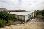 Ферма по разведению крокодилов в Иране