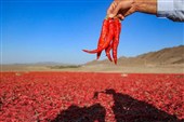 طعم تند زندگی در روستای بیزه؛ پرونده خام‌فروشی فلفل بسته می‌شود