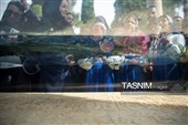 آیین گلباران آرامگاه  حافظ شیرازی