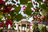 آیین گلباران آرامگاه  حافظ شیرازی