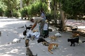 هشدار درباره غذا دادن به گربه‌ها/ خطر افزایش جمعیت و تهدید تنوع زیستی