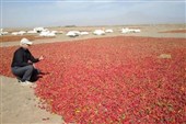 فلفل داورزن بدون زنجیره ارزش، از جهش صادراتی بازمی‌ماند
