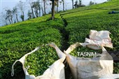 برداشت چای  در رحیم آباد گیلان